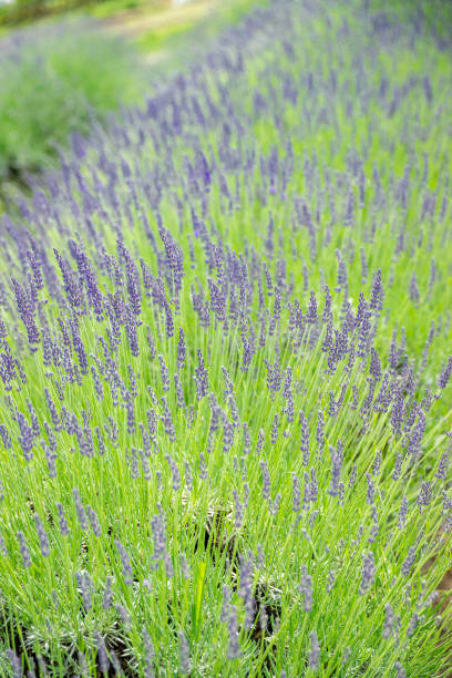 istock Beautiful image of lavender field. 1158328536