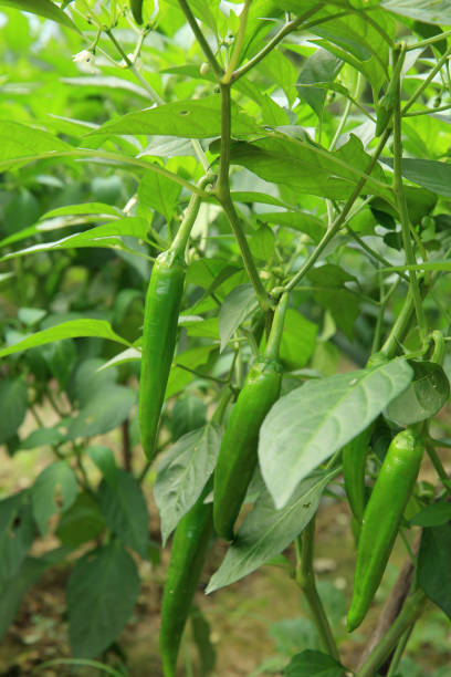istock Green chilli pepper plants in growth at vegetable garden 1158328644