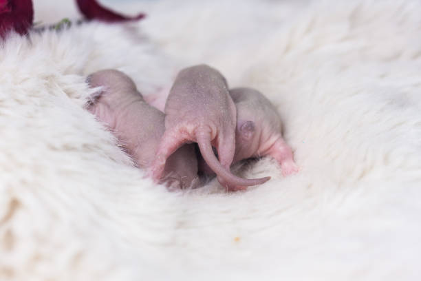 Front view of a Naked Mole-rat, hairless rat, isolated on wihte