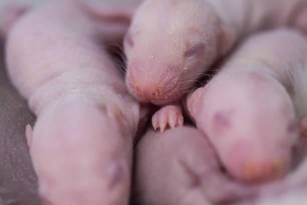 Rat offspring. Mouse cubs close-up. Decorative animals. Rat offspring. Mouse cubs close-up. Lots of little blind rodents. Decorative animals. baby mice stock pictures, royalty-free photos & images