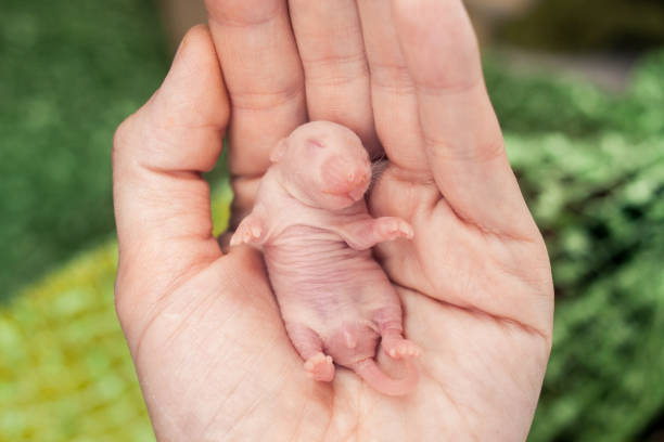 o conceito de tamanho pequeno. ratos recém-nascidos do bebê na mão de uma pessoa de sono. - defenseless - fotografias e filmes do acervo