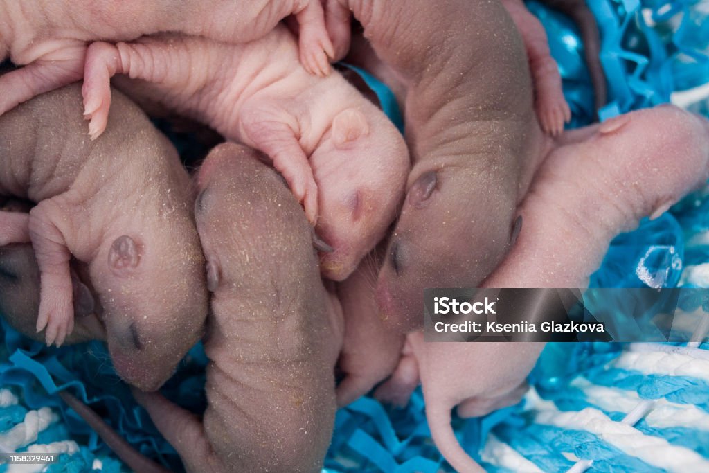 Newborn baby rats lie in a blue basket. Mouse children sleep sweetly. Newborn baby rats lie in a blue basket. Mouse children sleep sweetly. Little bald rodents. Decorative Pets. Baby - Human Age Stock Photo