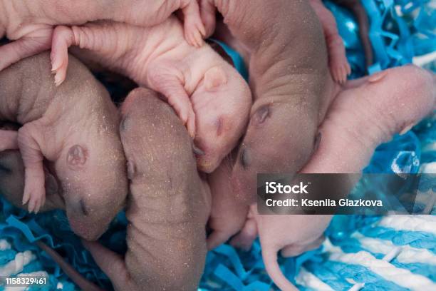Newborn Baby Rats Lie In A Blue Basket Mouse Children Sleep Sweetly Stock Photo - Download Image Now