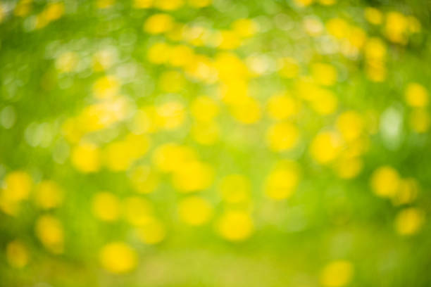 istock Spring abstract background, blurred sun light - bokeh. Green and yellow dots. 1158330342