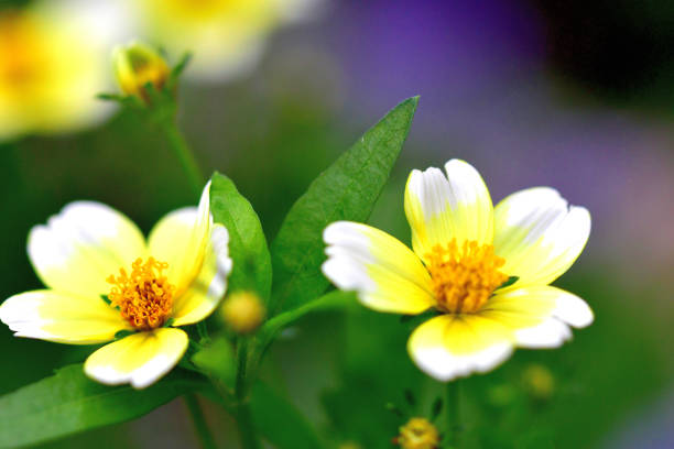 Bidens is a typical container plant, which blooms in autumn to winter season when there are not many kinds of flowers. Its common names include Winter cosmos, Tick seeds, Beggar ticks, Blackjack, Burr marigolds, Cobbler’s pegs and Spanish needles. The plant earned such names as Tick seeds and Beggar ticks, because of its clinging seeds which look like ticks and stick to clothing to spread easily.