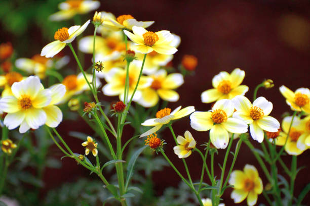 Bidens is a typical container plant, which blooms in autumn to winter season when there are not many kinds of flowers. Its common names include Winter cosmos, Tick seeds, Beggar ticks, Blackjack, Burr marigolds, Cobbler’s pegs and Spanish needles. The plant earned such names as Tick seeds and Beggar ticks, because of its clinging seeds which look like ticks and stick to clothing to spread easily.