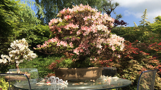 Stock photo of outdoor garden bonsai tree with pink flowers, flowering satsuki azalea bonsais growing on glass patio table in oriental Japanese garden with maples / acers and bamboo, dwarf rhododendron indicum hybrida 'nikko' bonsai tree from Japan in spring