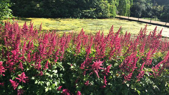Stock photo Image of red astilbe flowers in late spring / early summer flowering plants in shady garden perennial herbaceous border, fern leaves and feathery flower clusters, fluffy plumes growing in shade, Astilbe Fanal arendsii  false goat's beard