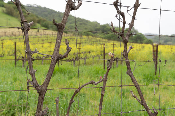 istock Napa Valley Vineyard and Mustard 1158331003