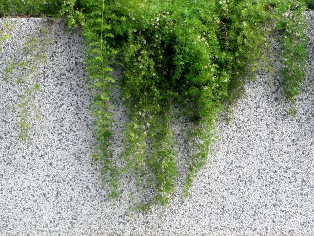 istock Green leaf texture background hanging on grey concrete wall. 1158331938