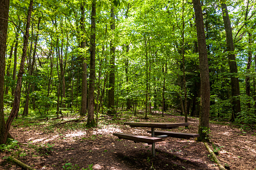 A wooden picnic table in the woods in Warren County, Pennsylvania, USA on a sunny summer day