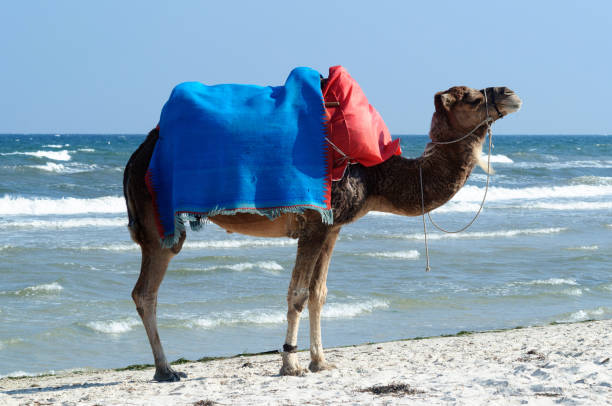 istock Camel on the beach. Tunisia. 1158333727