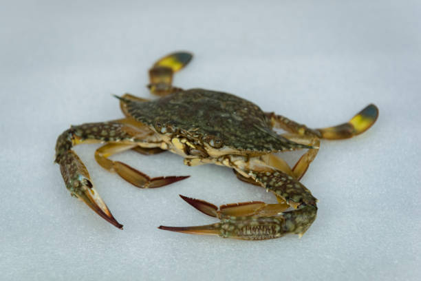 istock Fresh raw crab seafood on a white background 1158334150