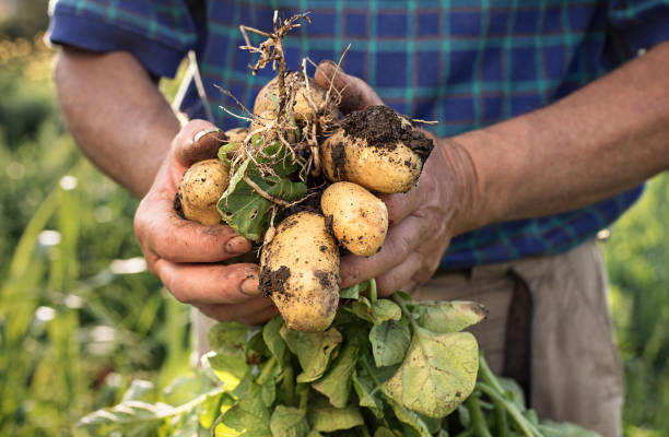 Farmer holding bush potato stock photo