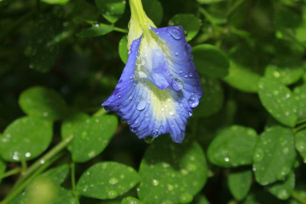 istock Blue butterfly pea flower (Clitoria ternatea) with water droplets. 1158339548