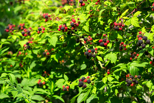 Black raspberry (Rubus occidentalis) grows in the garden, green unripe and ripe healthy berries, background