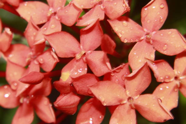 istock Bunch of red ixora flowers with dew drops. 1158340532