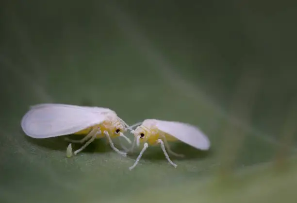 Photo of Whiteflies (Hemiptera; Aleyrodidae) with egg