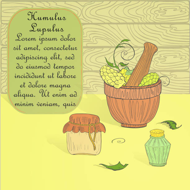 ilustraciones, imágenes clip art, dibujos animados e iconos de stock de conjunto dibujado a mano para la fabricación de pociones con conos de lúpulo - mortar and pestle wood healthcare and medicine jar