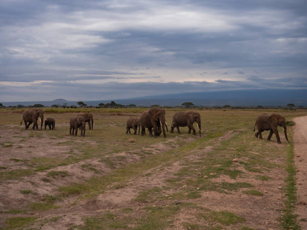 istock Elephants in Amboseli National Park, Kenya 1158341505