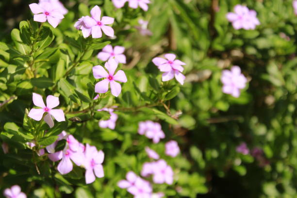 catharanthus roseus fleur, communément connu sous le nom de pervenche rose de madagascar, c'est une plante ornementale et médicinale, une source de la vincristine et vinblastine médicaments, utilisé pour traiter le cancer. - catharanthus photos et images de collection