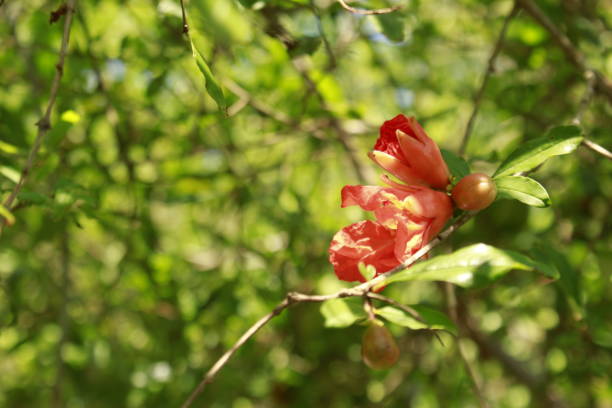 istock Flower of Pomegranate (Punica granatum). 1158342243