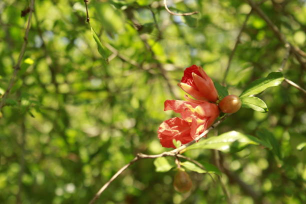 istock Flower of Pomegranate (Punica granatum). 1158342337