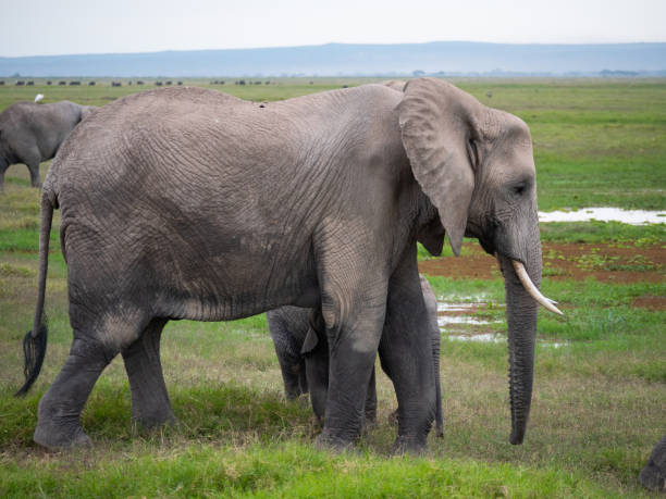istock Elephants in Amboseli National Park, Kenya 1158342560