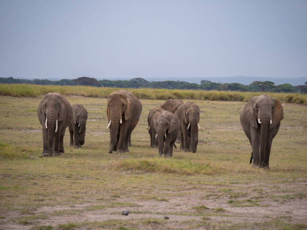 istock Elephants in Amboseli National Park, Kenya 1158342583