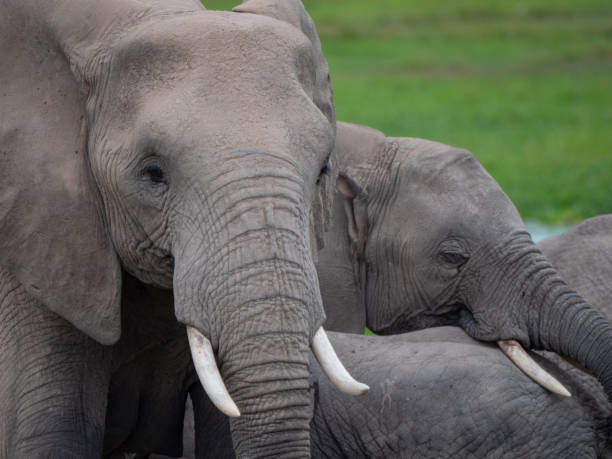 istock Elephants in Amboseli National Park, Kenya 1158342653