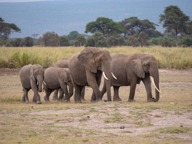 istock Elephants in Amboseli National Park, Kenya 1158343460