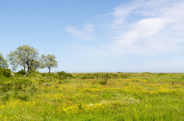 istock Green wide open grassland filled with yellow flowers by springtime 1158343608