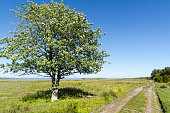 Alone tree by a dirt road in a beautiful landscape with green grass and yellow flowers