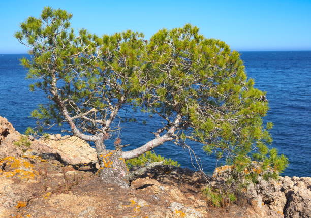 istock little parasol pine on a cliff, in the Costa Brava 1158344577