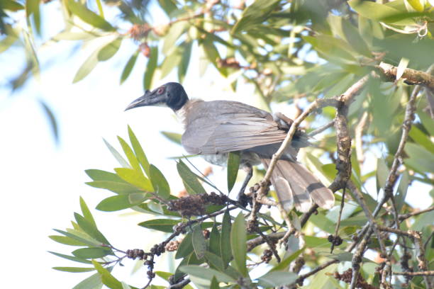 istock Australian Noisy Friarbird 1158345368