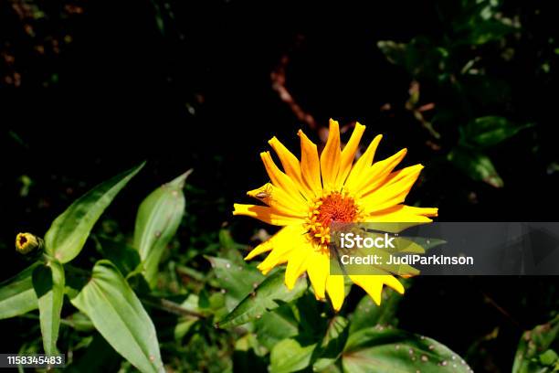 Small Garden Spider Resting On A Daisy Petal Stock Photo - Download Image Now - Australia, Beige, Black Background