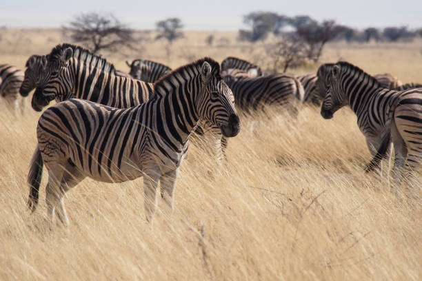 istock Mountain Zebra, Equus zebra in Etosha National Park, Namibia 1158346334