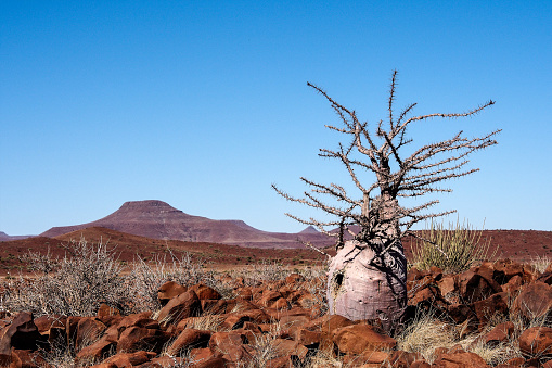 Termite Mound in Omboroko Mountains at Otjozondjupa Region, Namibia