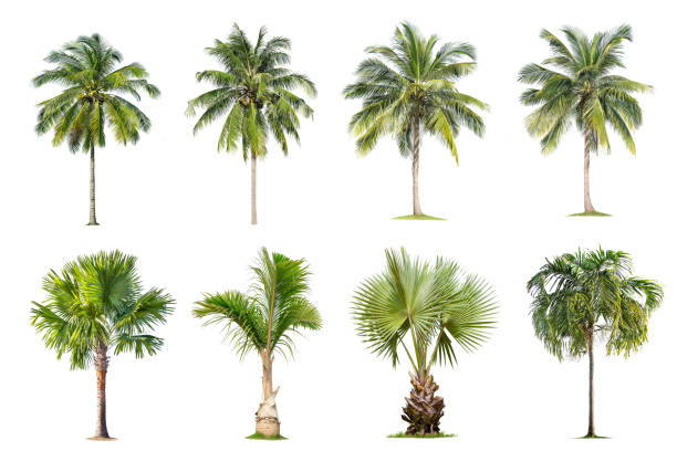 istock isolated big tree on White Background. The collection of trees. 1158347213