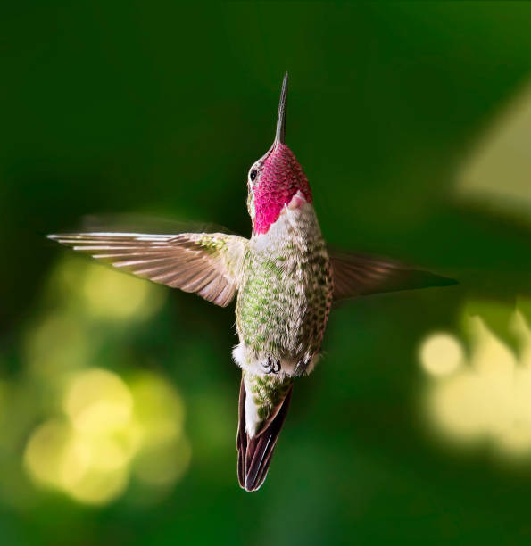 istock Ruby Throated Hummingbird male in flight. 1158347294
