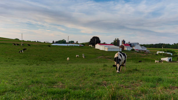 istock Dairy farm in Appalachia 1158347526