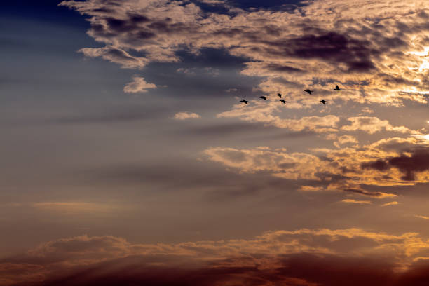istock Cormorants, flying through the clouds of sunrise. 1158348322