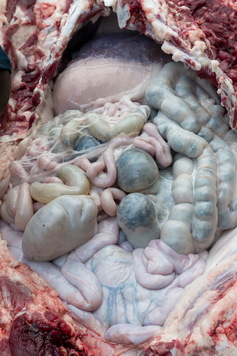 Organs of a pig viewed moments after being cut open during the butchering process in Yar village in East Sepik Province, Papua New Guinea. The knee of one of the men butchering the pig is visible on the upper left.