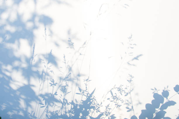 istock Abstract gray shadow background of natural leaves on white texture for background 1158349078