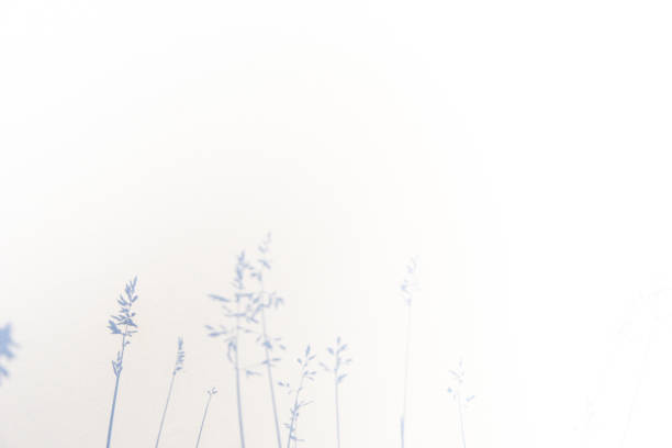 istock Abstract gray shadow background of natural leaves on white texture for background 1158349083