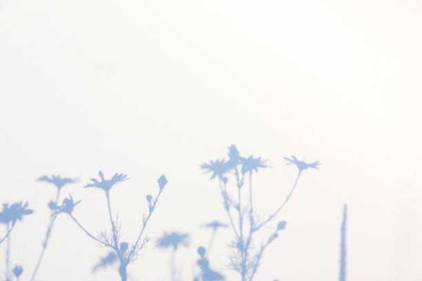 istock Abstract gray shadow background of natural leaves on white texture for background 1158349084