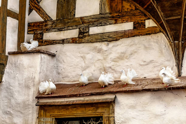 EISENACH, GERMANY - AUGUST 05, 2017: Closeup  white doves in old wooden dovecote in Wartburg Castle, Germany