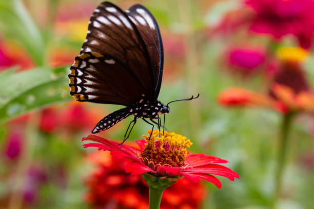 istock Beautiful butterfly Sucking nectar from pollen 1158350319