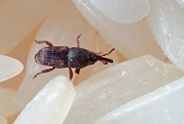 istock Macro Photo of Rice Weevil or Sitophilus oryzae on Raw Rice 1158351504