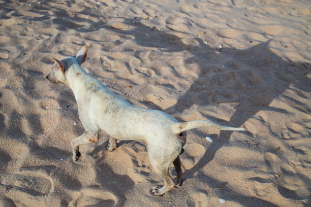 istock White thai dog walking on sandy beach, thailand 1158352601